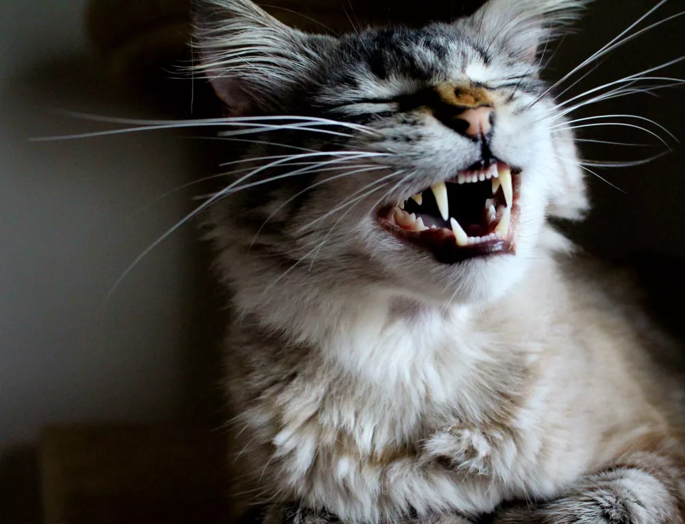 Cat Dental Cleaning: Unpacking the Essentials for a Healthy Feline Smile